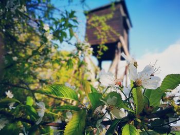 Low angle view of flowers blooming on tree