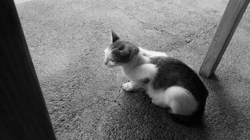 High angle view of cat looking away