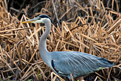 Close-up of gray heron in grass