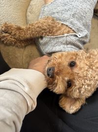 mammal