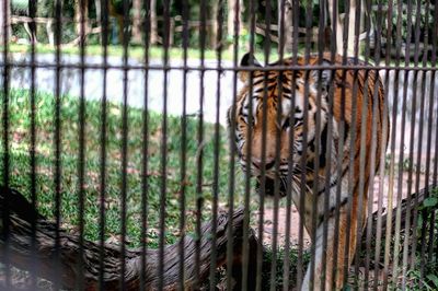 Tiger in zoo