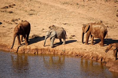 Elephant in water