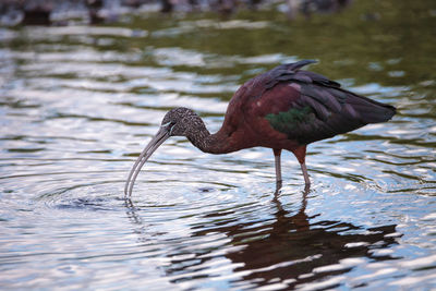 Bird in a lake