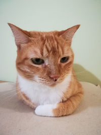 Portrait of cat relaxing on floor