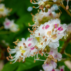 Close-up of flowers blooming