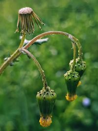 Close-up of flowering plant