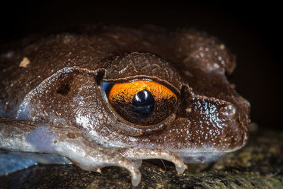 Close-up of turtle