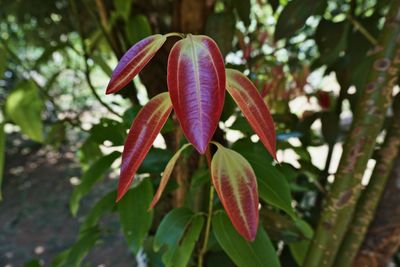 Close-up of red flowering plant