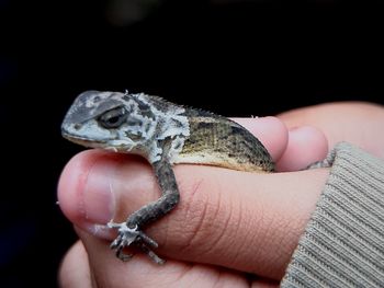Close-up of hand holding small lizard