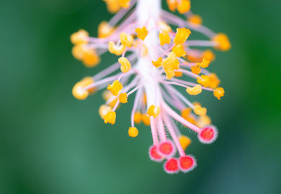 Close-up of flowering plant