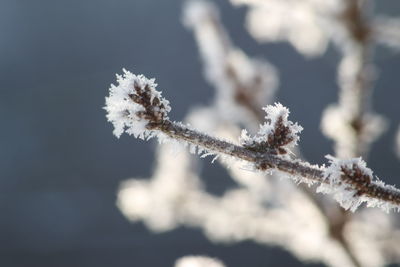 Close-up of snow on branch