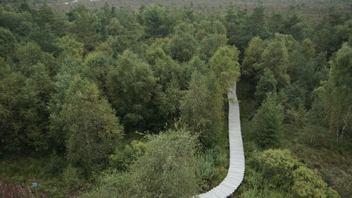 Panoramic view of road amidst trees in forest