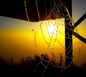 Close-up of spider web