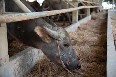 Close-up of pig