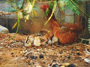 Close-up of birds in nest