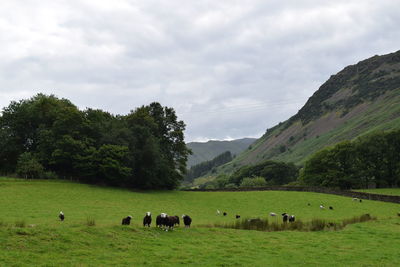 Horses grazing in a field