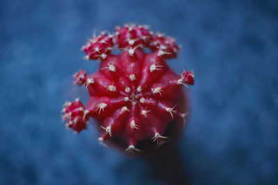 Close-up of red berries growing on plant