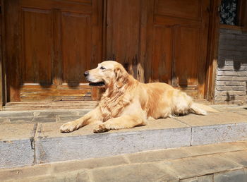 View of a dog resting