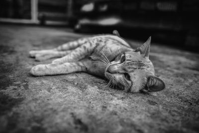 Close-up of a cat sleeping on floor