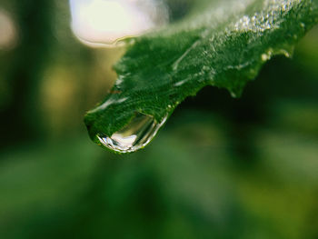 Close-up of raindrops on leaf