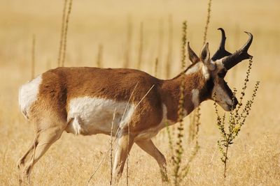 Side view of deer standing on field