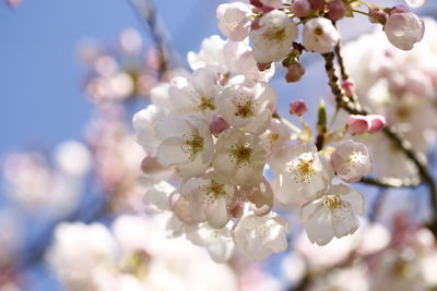 Close-up of cherry blossom