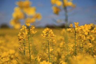 Close-up of yellow flowering plants on field