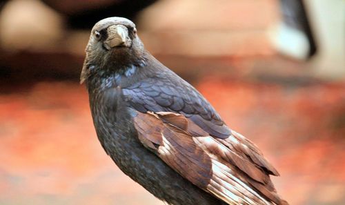 Close-up of bird perching on wood