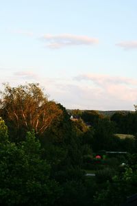 Trees on landscape against sky