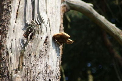 Close-up of squirrel on tree trunk