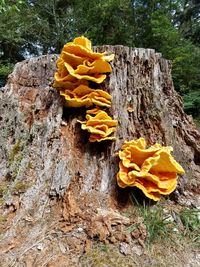 Close-up of yellow flowers blooming on tree trunk