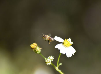 Close-up of bee on white flower