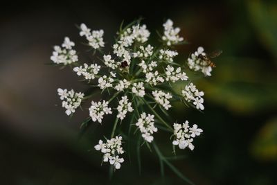 Close-up of white flowering plant