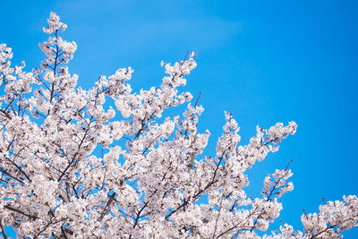 Low angle view of cherry blossom against blue sky