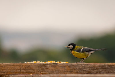 Close-up of bird perching on wood