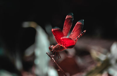 Close-up of red flower