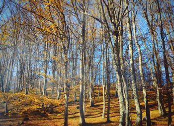 Bare trees in forest against sky