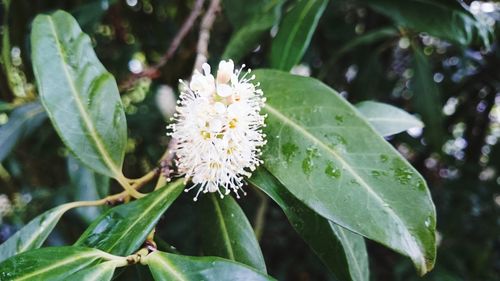 Close-up of flowers