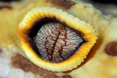 Close-up of yellow snake