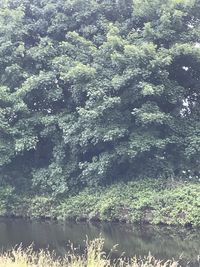 Scenic view of lake in forest