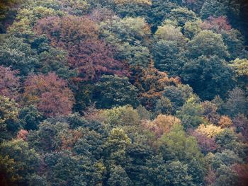 High angle view of trees in forest during autumn