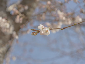 Close-up of white cherry blossom