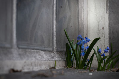 Close-up of purple flower pot against wall