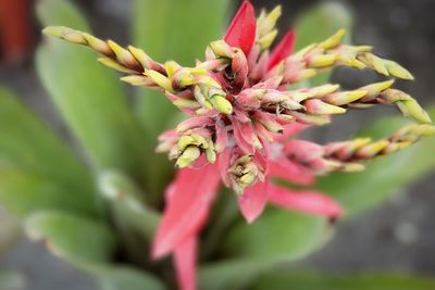 Close-up of pink flowers blooming outdoors