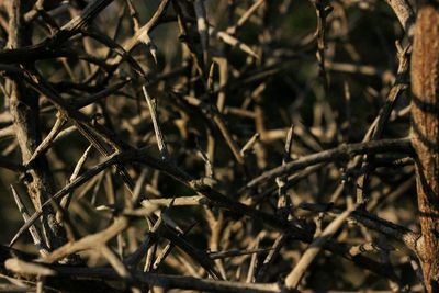 Close-up of dried plants on field