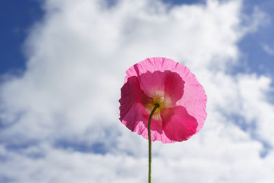 A close-up of a flowering pink poppy.