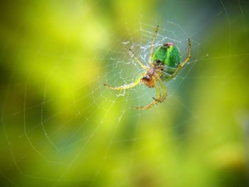 Close-up of spider on web