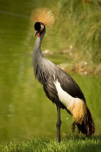 Close-up of a bird on field