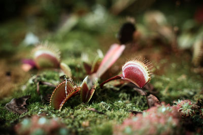 Close-up of carnivorous plant growing on field