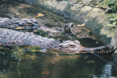 A matured male gharial, a fish-eating crocodile is resting in shallow water.